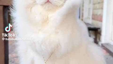 funny cat