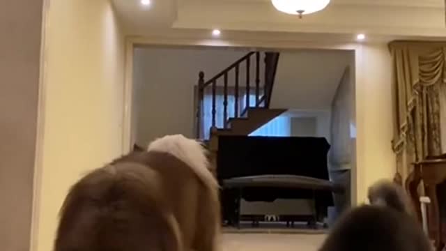 Funny Husky Dogs And Very Smart, Dog, Tik Tok Funny. #Shorts