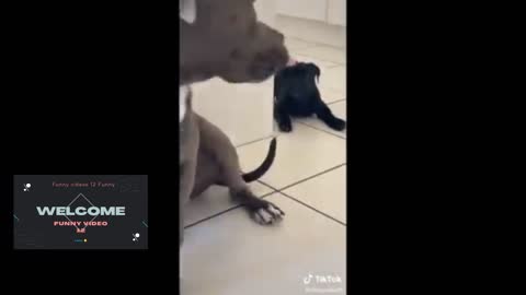 🤪Funny Animals Video - Best Cats🐈and Dogs🐶 Videos of the Week