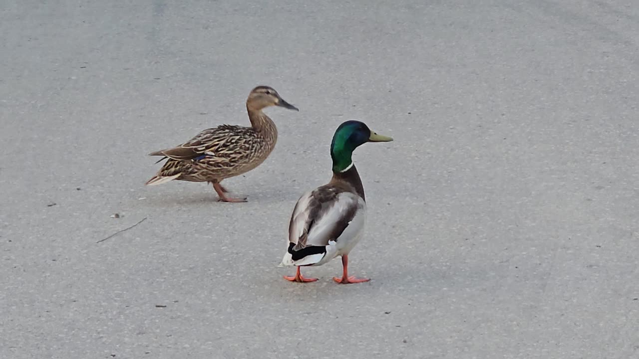 Ducks dancing