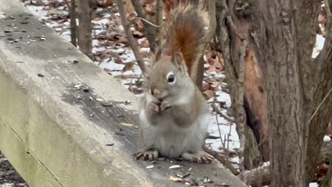 Red-Tailed Squirrel not following instructions!! 😂