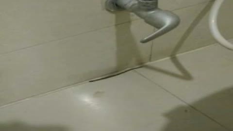 क्या आप भी परेशान हैं earthworm or cockrd of cockroaches and earthworm in bathroom_Cut