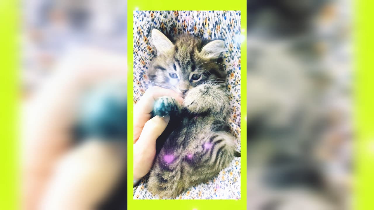 Cute Kitten 😸