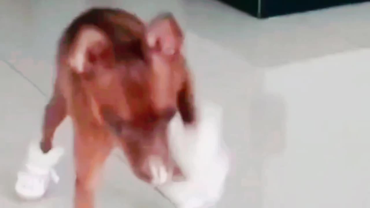 Prank Dog
