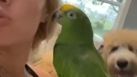 dog kick the bird - jealous dog