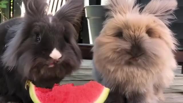The 12 Worst Mistakes Cheer Up All Pets Rookies Make—and How to Avoid Them