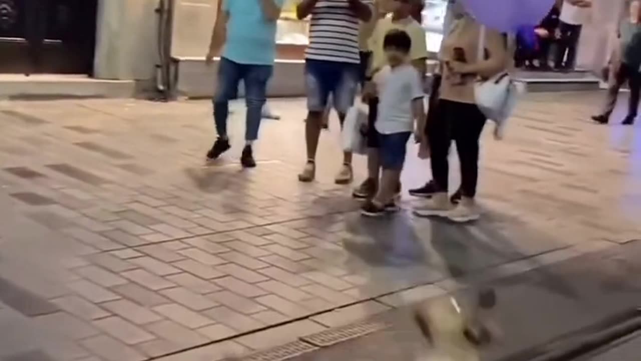 DOG PLAYING BALOON STREET ROAD