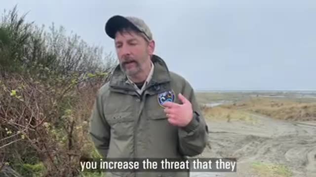 Deterring Snowy Plover Predators_1