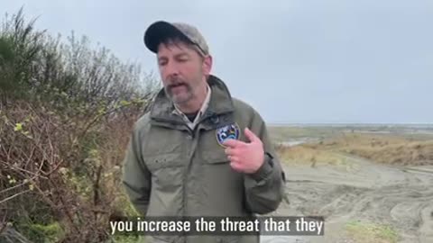 Deterring Snowy Plover Predators_1