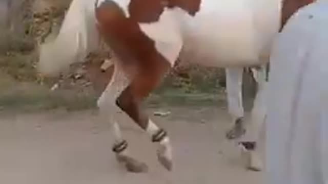 New horse video 1