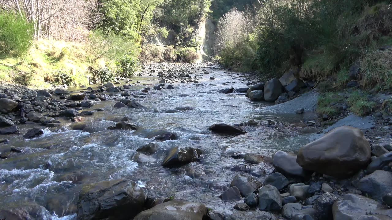 Peacefull forest river.