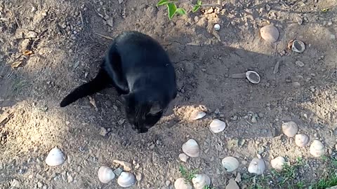 Funny black cat