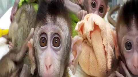 Controversial Human Monkey Hybrid Potential Hope for Treating Diseases