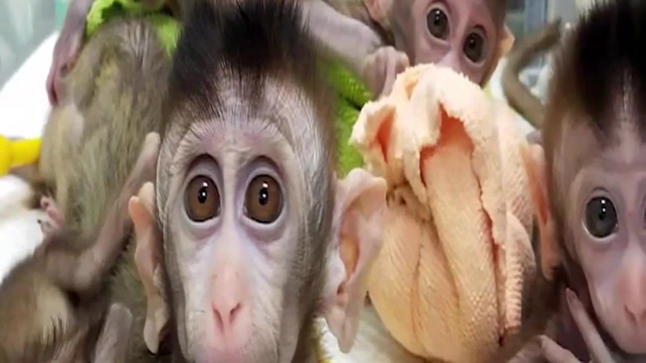Controversial Human Monkey Hybrid Potential Hope for Treating Diseases