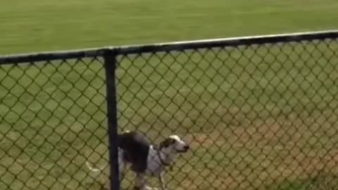 The dog jump like pro