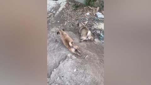 fun cute animals