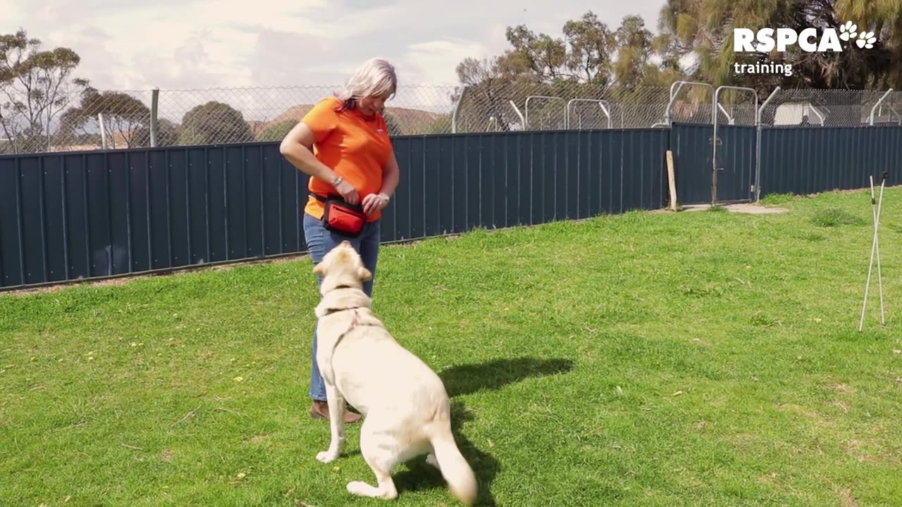 Train your dog how to touch or target