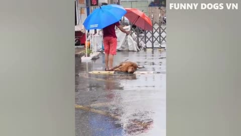 BEST FUNNY VIDEOS 3 - FUNNY DOGS AND CATS