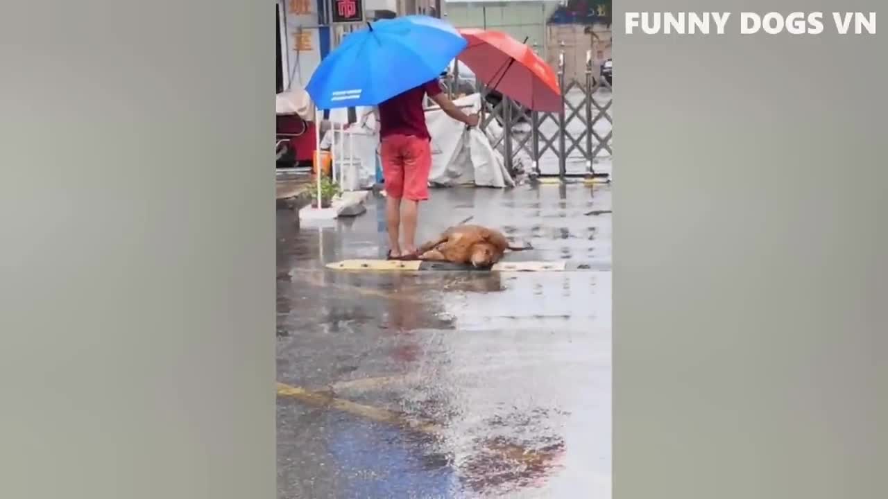BEST FUNNY VIDEOS 3 - FUNNY DOGS AND CATS