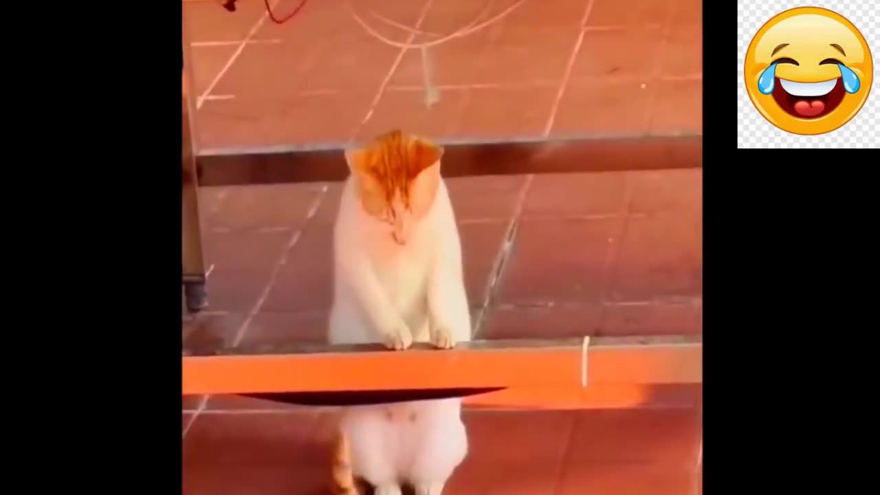 Funny Dogs, Cats and Animals Videos TRY Not to Laugh! # 37!