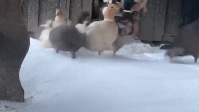 They sure love the snow!❄️😍