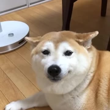 So beautiful and cute doggg #shorts 🥺💚🔥🐺✌️