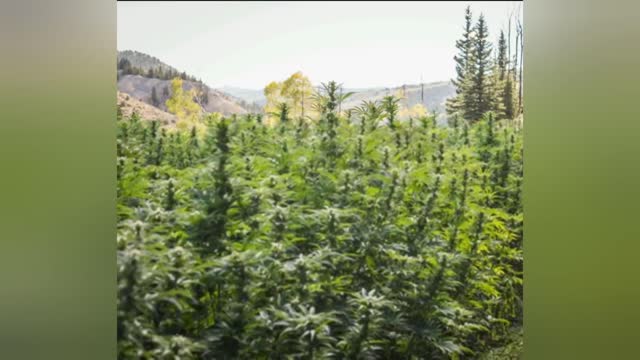 Cannabis fights Cornholio