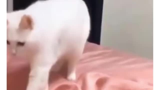 #Funniest Animals Best #Funny Videos