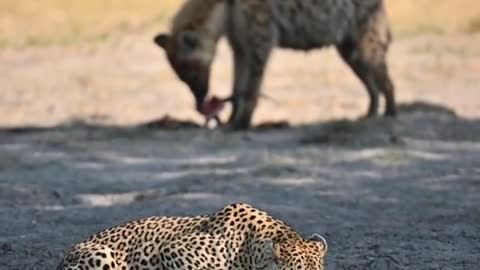 Eat meat and drink water hyenas and leopards