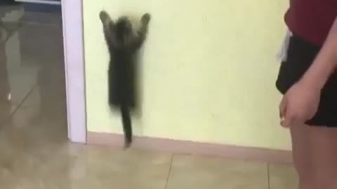 The spider cat！