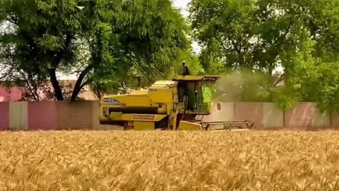 Wheat harvesting in Punjab | Gondom katayi