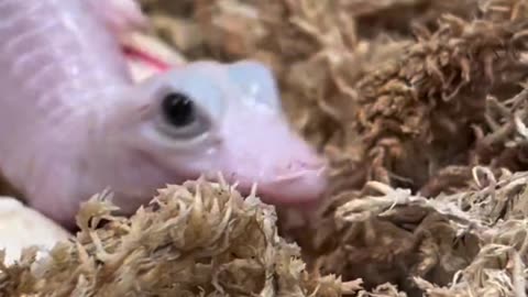 White Crocodile #shorts #shortvideo #video #virals #videoviral