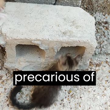 The enigmatic cat, revered and adored throughout history,