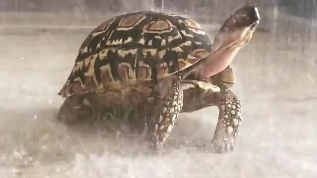 Turtle Enjoying The Rain