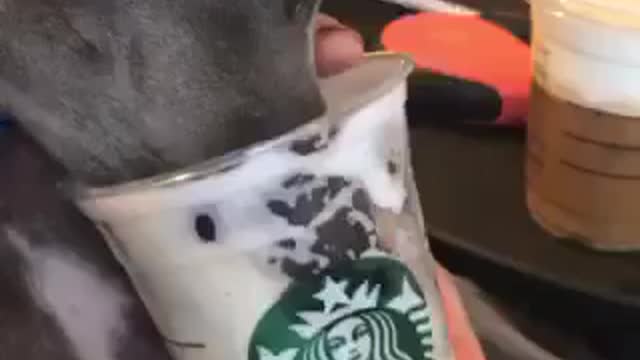 My Pet, MAX also dining in at STARBUCKS. How about yours?