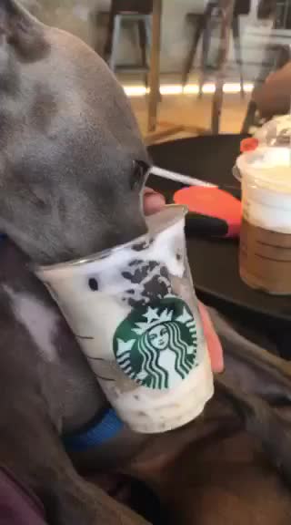 My Pet, MAX also dining in at STARBUCKS. How about yours?
