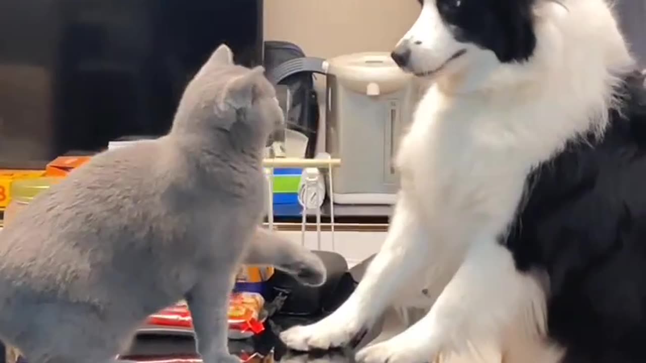 Funny cat and dog video