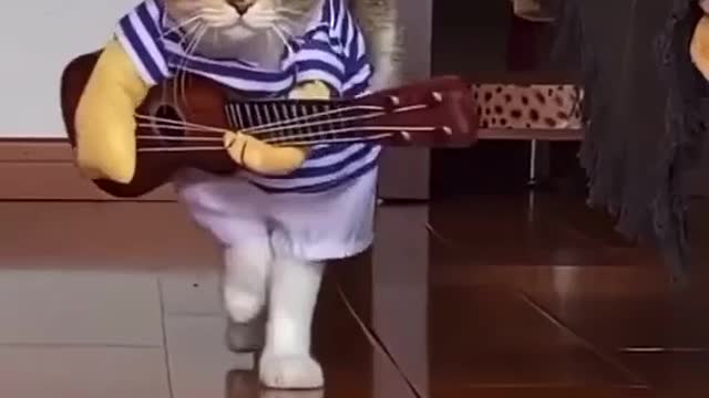 Cat funny dance
