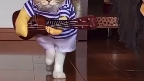 Cat funny dance