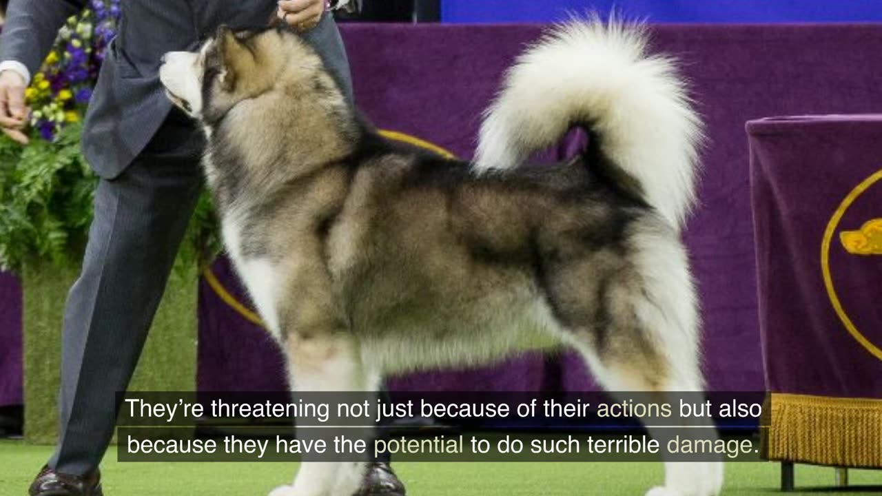 Top 10 Most Dangerous Dogs in the World