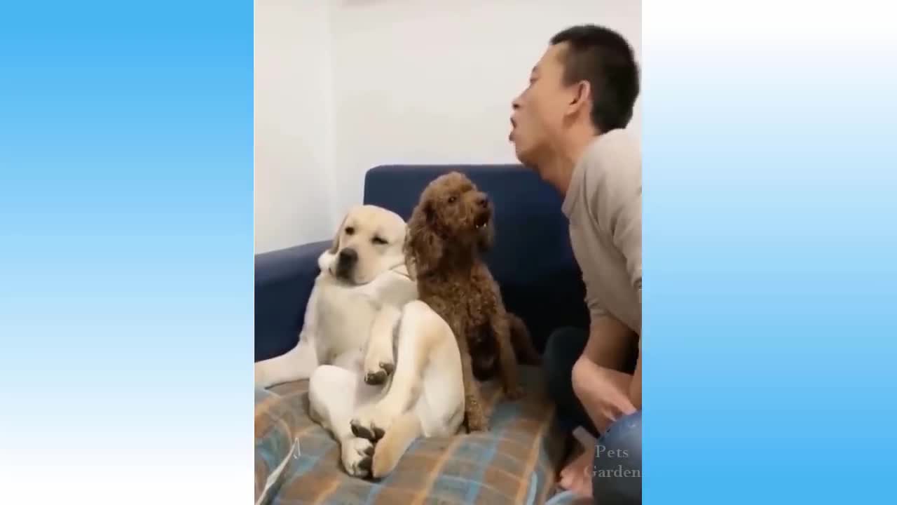 Funny Cats & dogs Videos - Try Not To Laugh