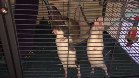 Rats Yawning Compilation (So Cute)