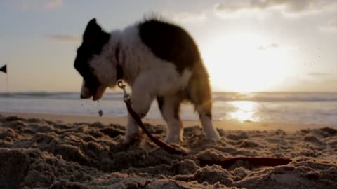 Dog playing on the beach