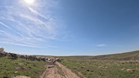 Sheep Dog Encounter