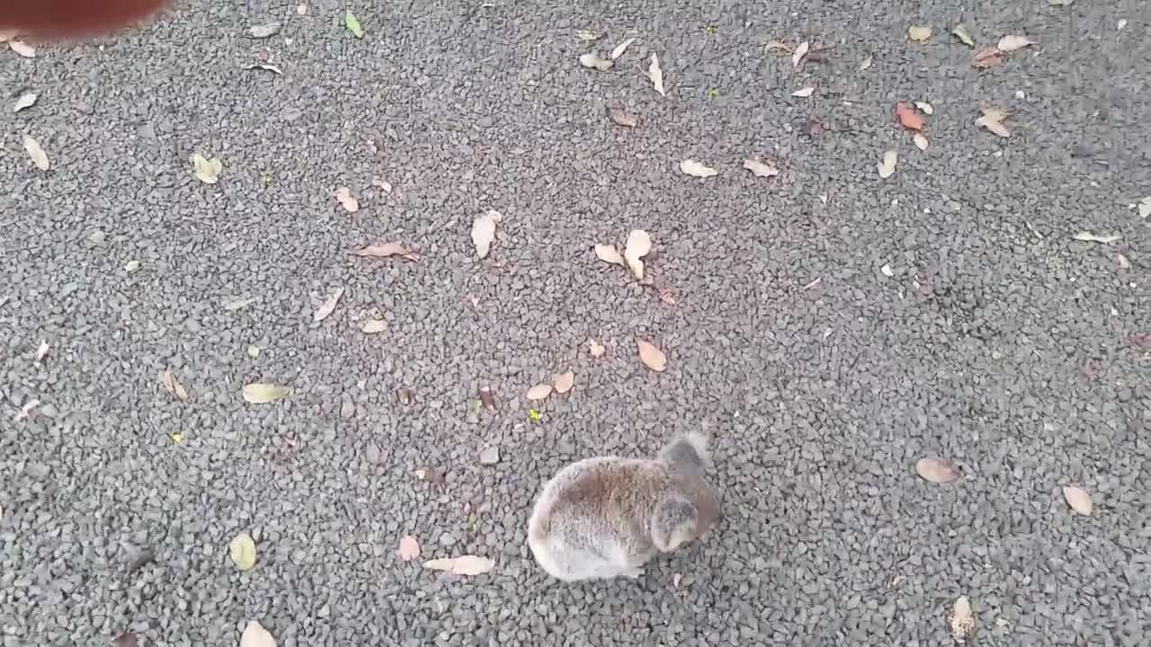 Koala baby rescue