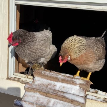 Will they give it a go?