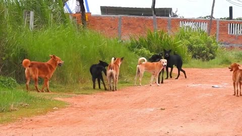 Good time for Labrador retriever vs german shepherd