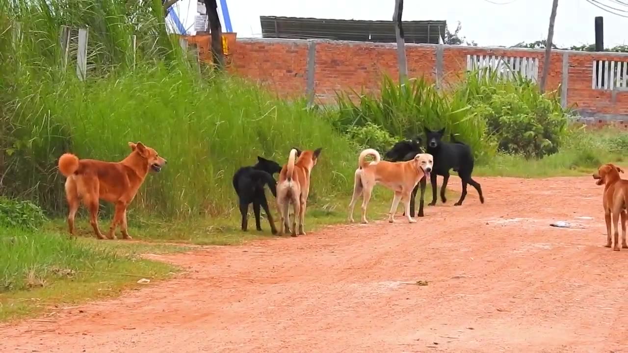 Good time for Labrador retriever vs german shepherd