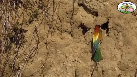 Extremely Spectacular or Most Beautiful Birds Nests