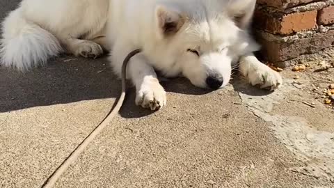 Another day of confession Samoyed jam